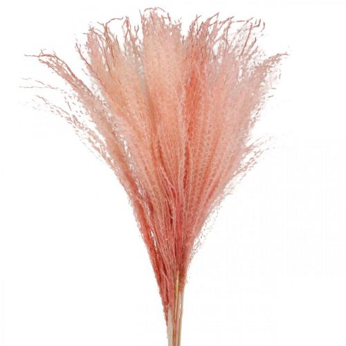 Floristik24 Trstina čínska svetloružová suchá tráva Miscanthus H75cm 10 ks