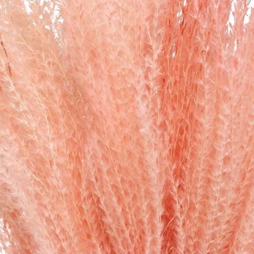 položky Trstina čínska svetloružová suchá tráva Miscanthus H75cm 10 ks