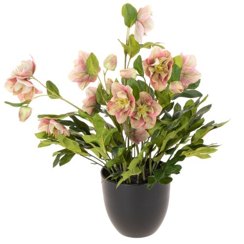 Umelá rastlina v kvetináči Helleborus, vianočná ruža, na dekoráciu domu, 50 cm kúpiť | Floristik24.sk