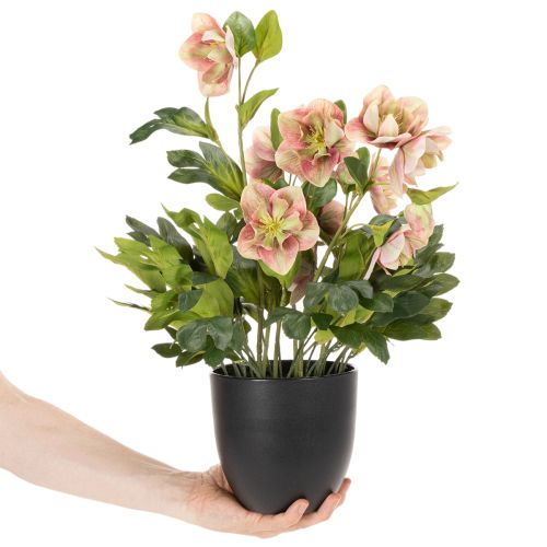 Umelá rastlina v kvetináči Helleborus, vianočná ruža, na dekoráciu domu, 50 cm | Floristik24.sk