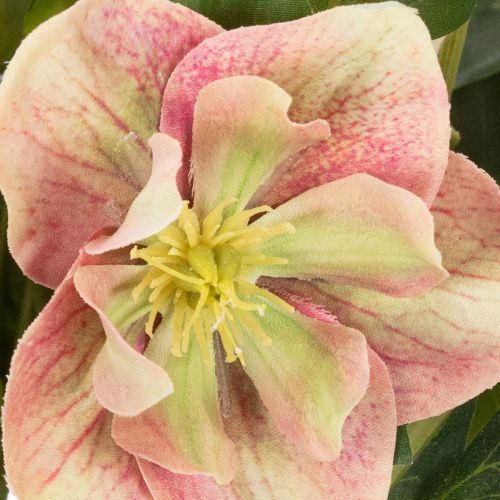 Umelá rastlina v kvetináči Helleborus, vianočná ruža, na dekoráciu domu, 50 cm | Floristik24.sk