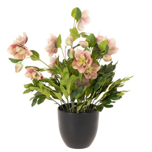 Umelá rastlina v kvetináči Helleborus, vianočná ruža, na dekoráciu domu, 50 cm | Floristik24.sk