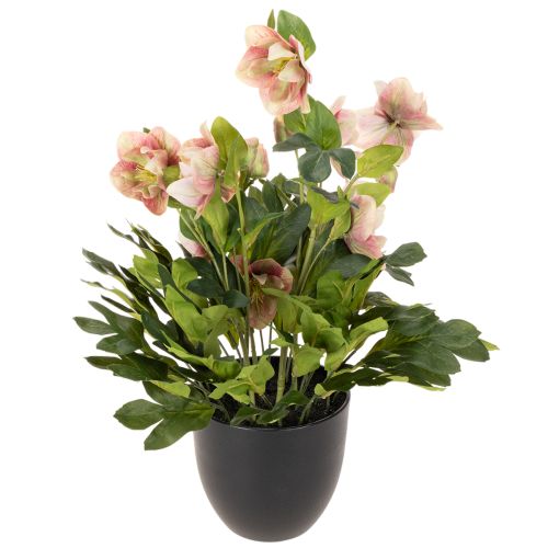 Umelá rastlina v kvetináči Helleborus, vianočná ruža, na dekoráciu domu, 50 cm | Floristik24.sk