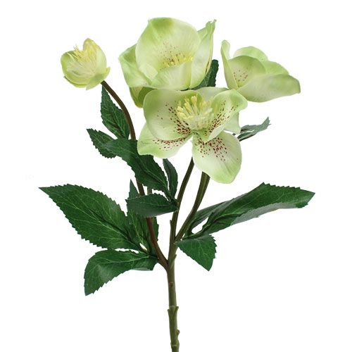 Floristik24 Krémová vianočná ruža, zelená 28cm