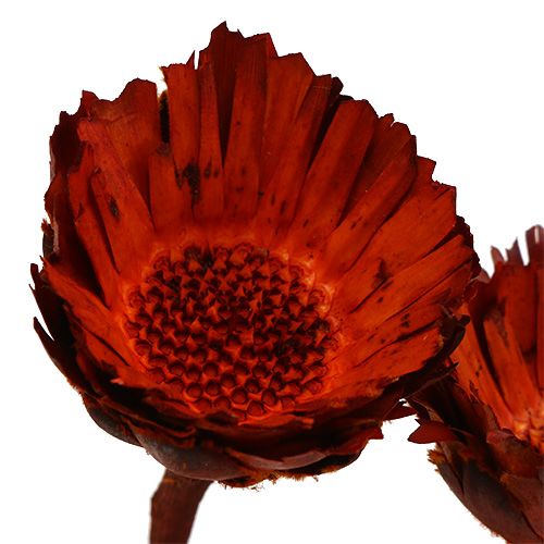 položky Compacta Rosette oranžová 40 ks