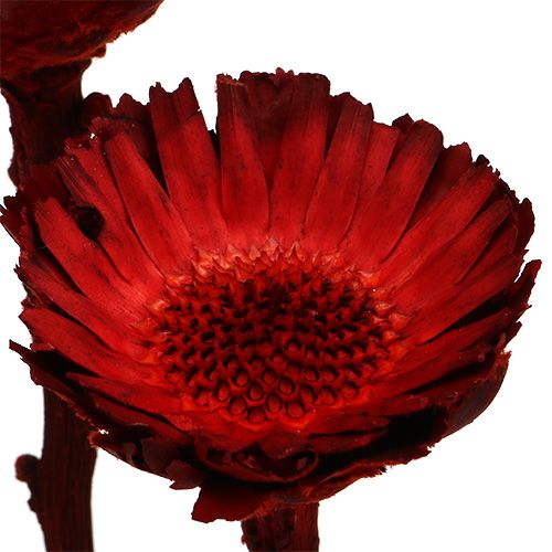 položky Compacta rozeta červená 40 ks