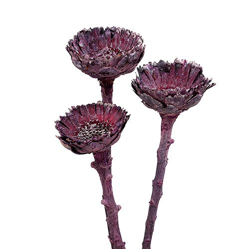 položky Compacta Rosette Frosted Blackberry 20 ks