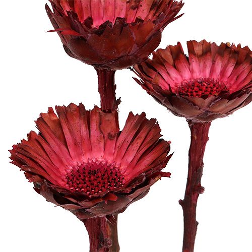 položky Compacta Rozeta Erika 40 ks