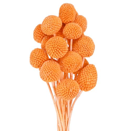 položky Craspedia bielené sušené kvety oranžové 50-55cm 20ks
