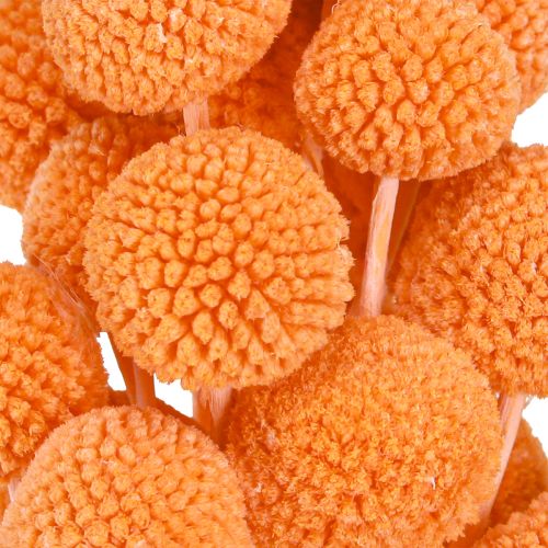 položky Craspedia bielené sušené kvety oranžové 50-55cm 20ks
