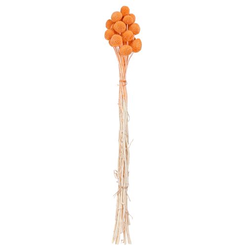 položky Craspedia bielené sušené kvety oranžové 50-55cm 20ks