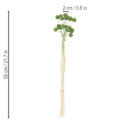 položky Sušené kvetinové guľôčky z kraspedie pre štýlové jesenné dekorácie, 55 cm, 20 kusov