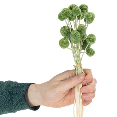 položky Sušené kvetinové guľôčky z kraspedie pre štýlové jesenné dekorácie, 55 cm, 20 kusov