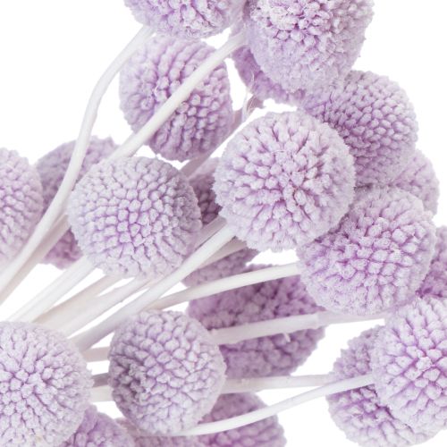 položky Sušené kvety Craspedia pre modernú dekoráciu stola vo vašej domácnosti, 55 cm, 20 kusov