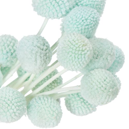 položky Sušené kvety Craspedia, dekoratívna kytica do obývačky, na stôl, na svadbu, 55 cm, 20 kusov