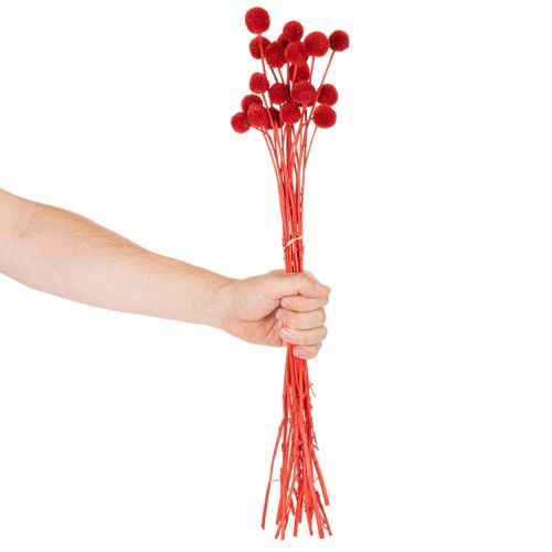Sušené kvety Craspedia, farbené, s dlhými stonkami, 55 cm, 20 kusov | Floristik24.sk