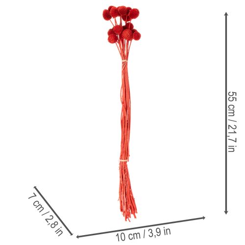 Sušené kvety Craspedia, farbené, s dlhými stonkami, 55 cm, 20 kusov | Floristik24.sk