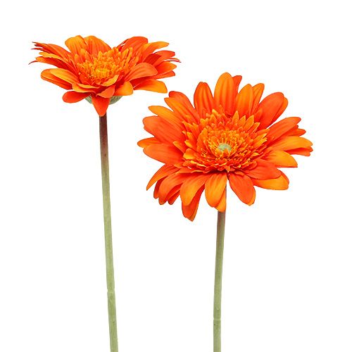 Floristik24 Deco gerbera oranžová Ø10cm L53cm 6ks