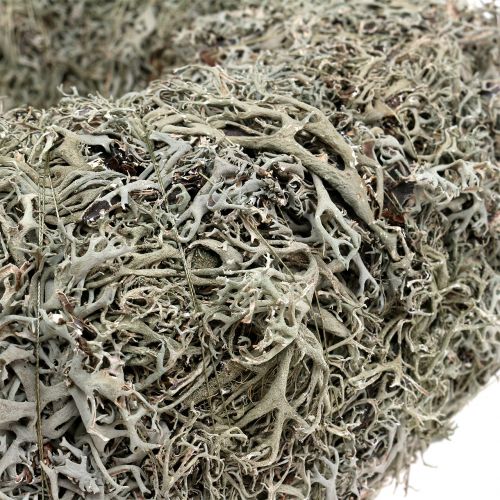 Floristik24 Ozdobný veniec, machový veniec sivý Ø38cm 1ks