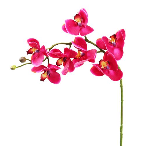Floristik24 Umelá orchidea fuchsiová 77 cm