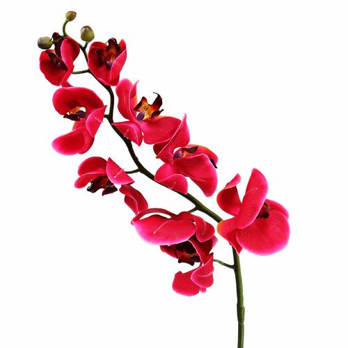 Floristik24 Dekoratívna orchidea vo fuchsiovej farbe 77cm