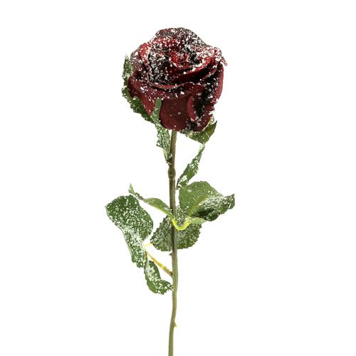 Deko ruža zasnežená červená Ø6cm 6ks