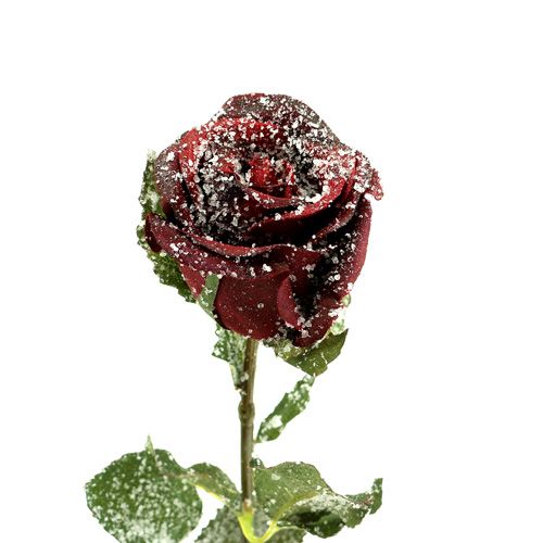 položky Deko ruža zasnežená červená Ø6cm 6ks