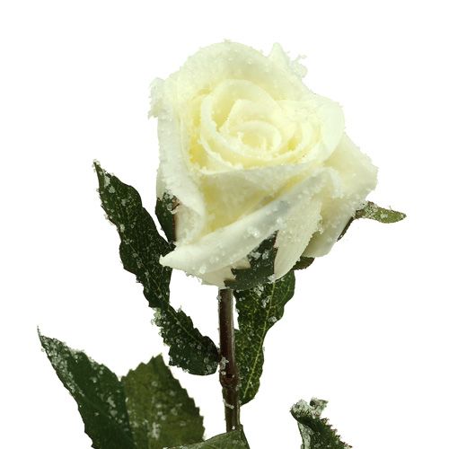 položky Deco ruža biela zasnežená Ø6cm 6ks