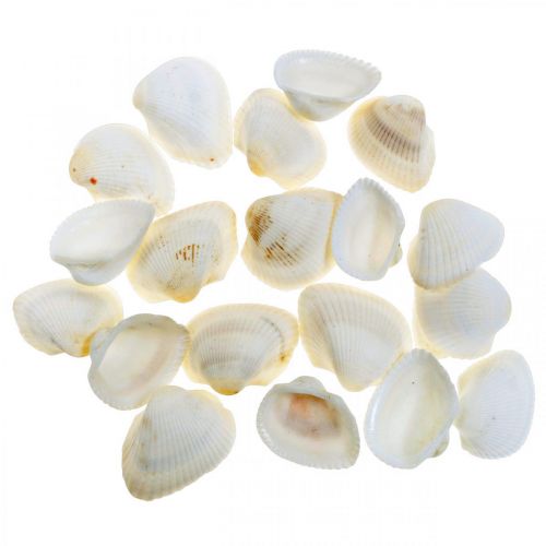 Floristik24 Deco Shell White Skutočné mušle v rafiovej sieti deco maritime 400g