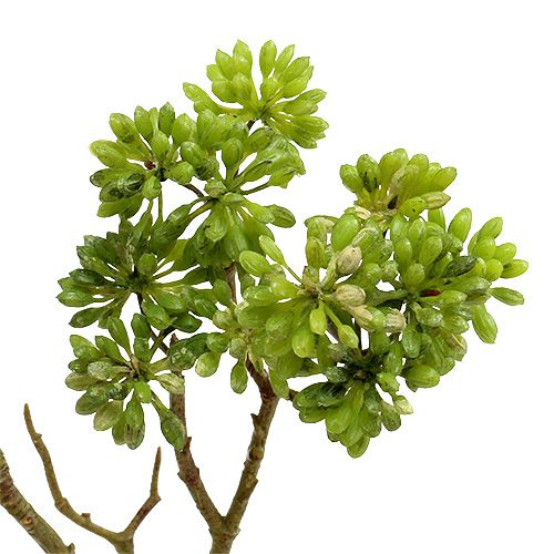 Floristik24 Deko vetvička zelená 80cm