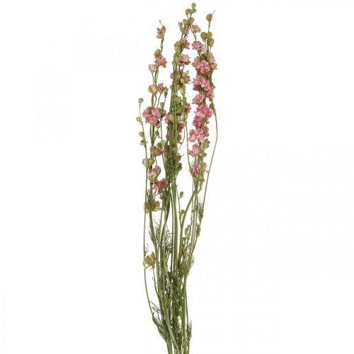 Floristik24 Sušený kvet delphinium, Delphinium pink, suché kvetinárstvo L64cm 25g