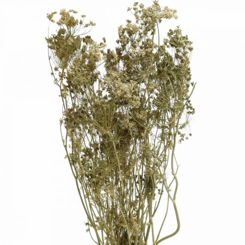položky Sušené kvety kôpor prírodná suchá floristika 50cm 20p