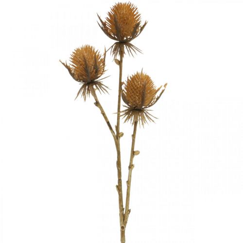 položky Bodliakový konár Hnedá umelá rastlina jesenná dekorácia 38 cm Umelá rastlina ako skutočná vec!