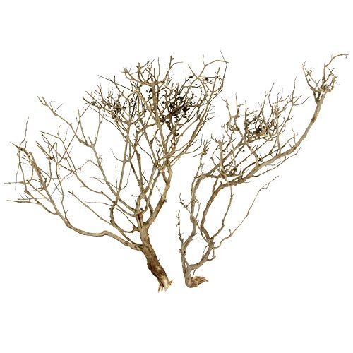 Floristik24 Prírodný suchý strom 500 g