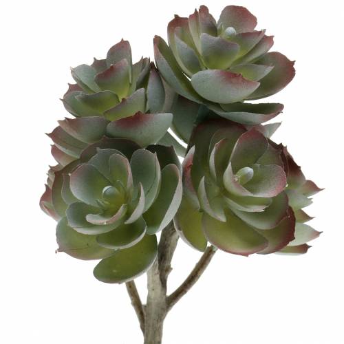 Floristik24 Sukulentná rastlina Echeveria tmavozelená 21cm 3ks