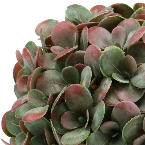 Floristik24 Echeveria guľa umelá zelená, červená Ø22cm