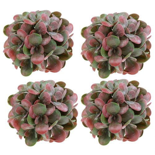 Floristik24 Echeveria guličky zelené, červené Ø14cm 4ks