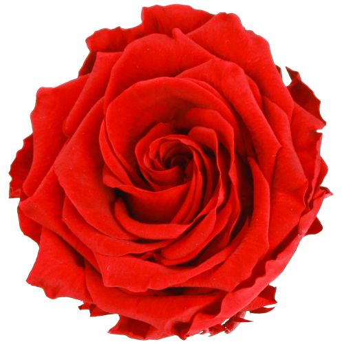 Pravé ružové hlávky Infinity Roses Red Premium Ø8,5cm 4 ks