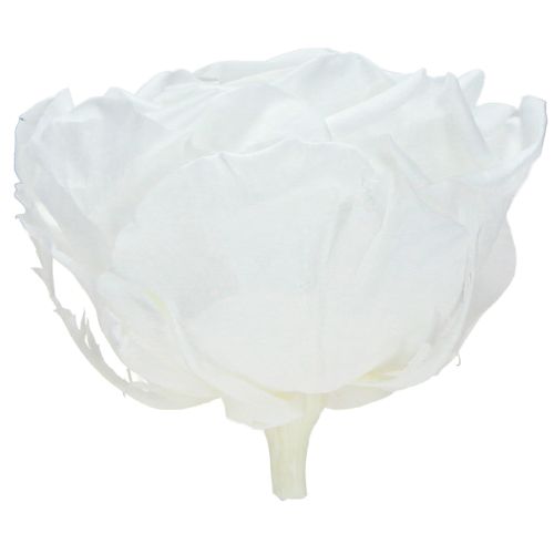 Floristik24 Pravé ružové hlávky Infinity Roses White Premium Ø8,5cm 4 ks