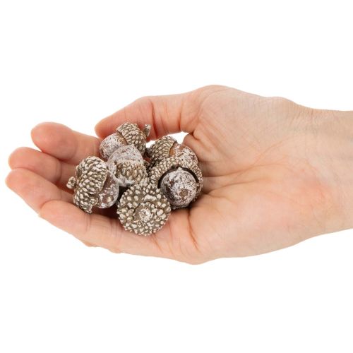 Žalude, prírodný produkt na dekoráciu, obielené, 1-3 cm, 300 g | Floristik24.sk