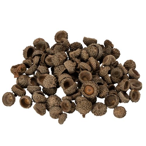 Prírodné žaluďové čiapky, dekoratívne misky na jeseň a advent, 2 cm, 300 g kúpiť | Floristik24.sk