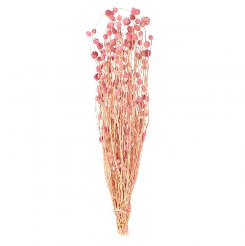 Dekorácia jahodový bodliak staroružové sušené kvety ružové 50cm 100g