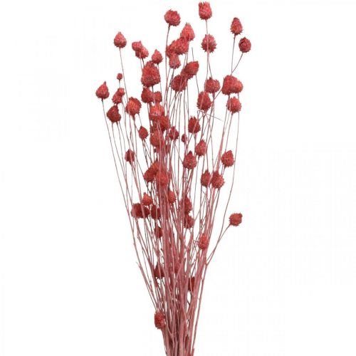 položky Sušené kvety suchý bodliak jahodový bodliak svetloružový 100g