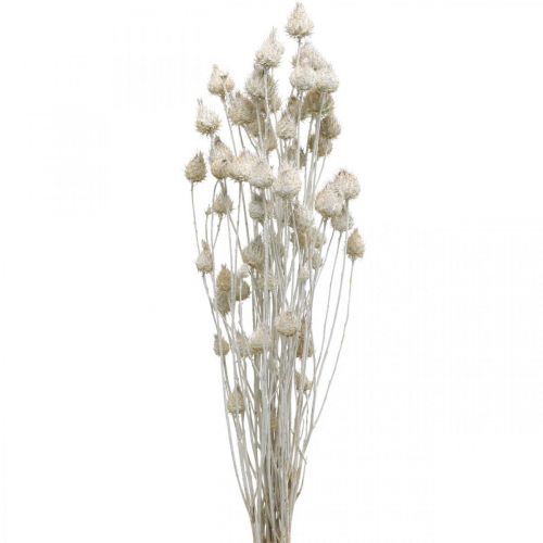 položky Sušené kvety Pestrec biely sušený Pestrec jahodový farebný 100g
