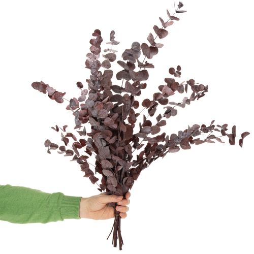 položky Eukalyptové konáre, konzervovaný eukalyptus, sušené kvety, červené, 75 cm, 150 g
