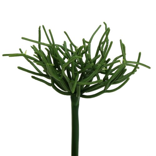 Floristik24 Euphorbia pick zelený 19cm 4ks