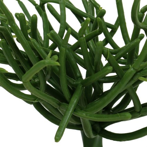 položky Euphorbia pick zelený 19cm 4ks