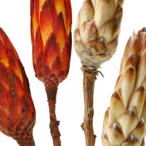 položky Protea Mix, sušené kvety Respens natural/červená 13ks