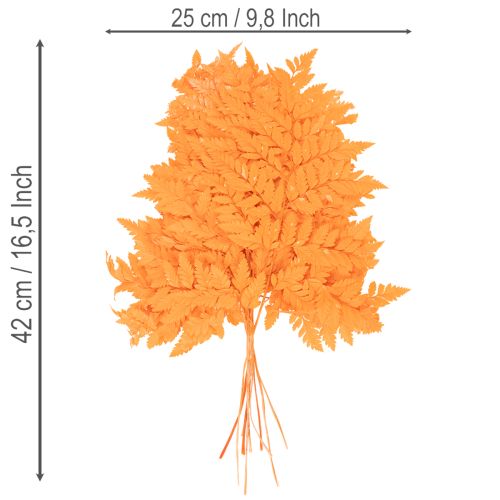 Sušené konzervované listy papradia na kvetinárstvo a jesennú dekoráciu, 42 cm, 10 kusov | Floristik24.sk