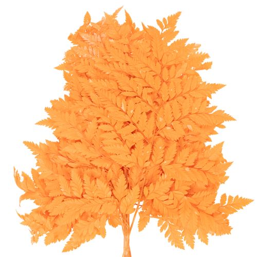 Sušené konzervované listy papradia na kvetinárstvo a jesennú dekoráciu, 42 cm, 10 kusov | Floristik24.sk